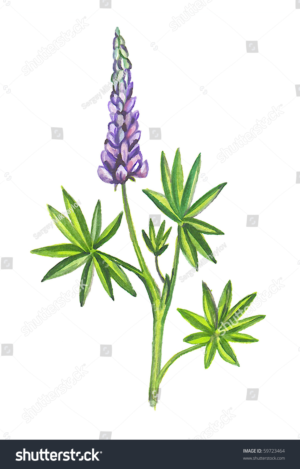 Lupins Lupines Illustration Watercolor Stock Illustration 59723464