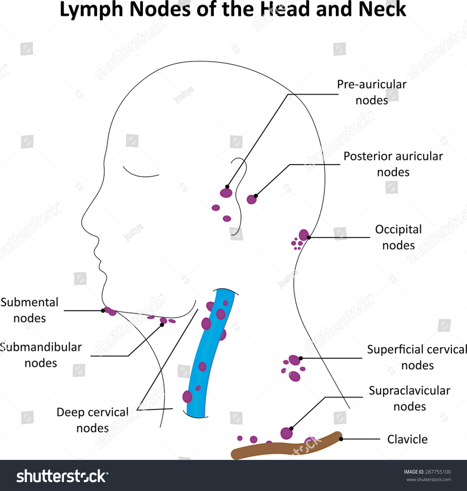 Lymph Nodes Head Neck Labelled Diagram Stock Illustration 287755100