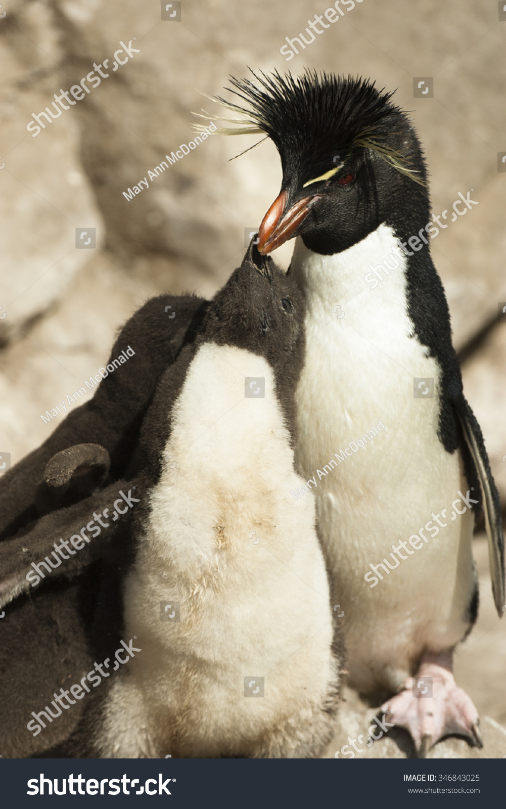 Macaroni Penguin Eudyptes chrysolophus adults caring for young New Island Falkland Islands Macaroni Penguin Eudyptes chrysolophus adults caring for young New Island Falkland Islands