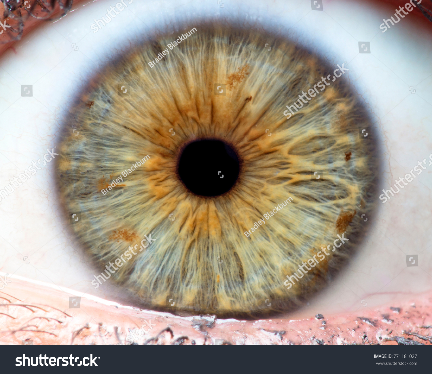 Macro Photo Human Eye Iris Pupil Stock Photo 771181027 Shutterstock