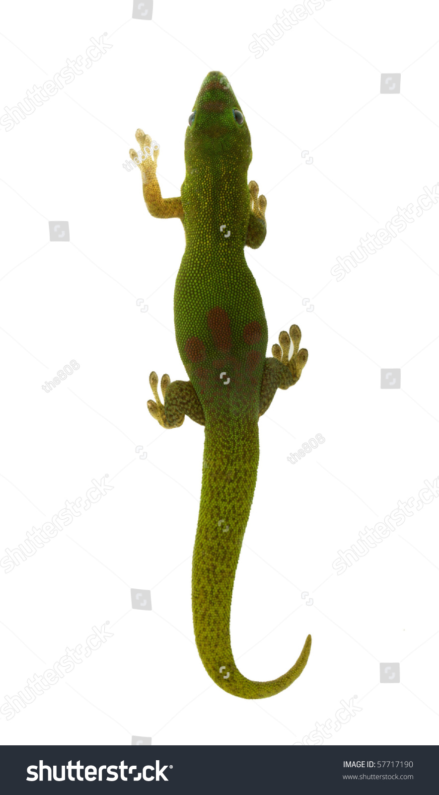 Madagascar Day Lizard - Top View - Isolated On White Stock Photo 