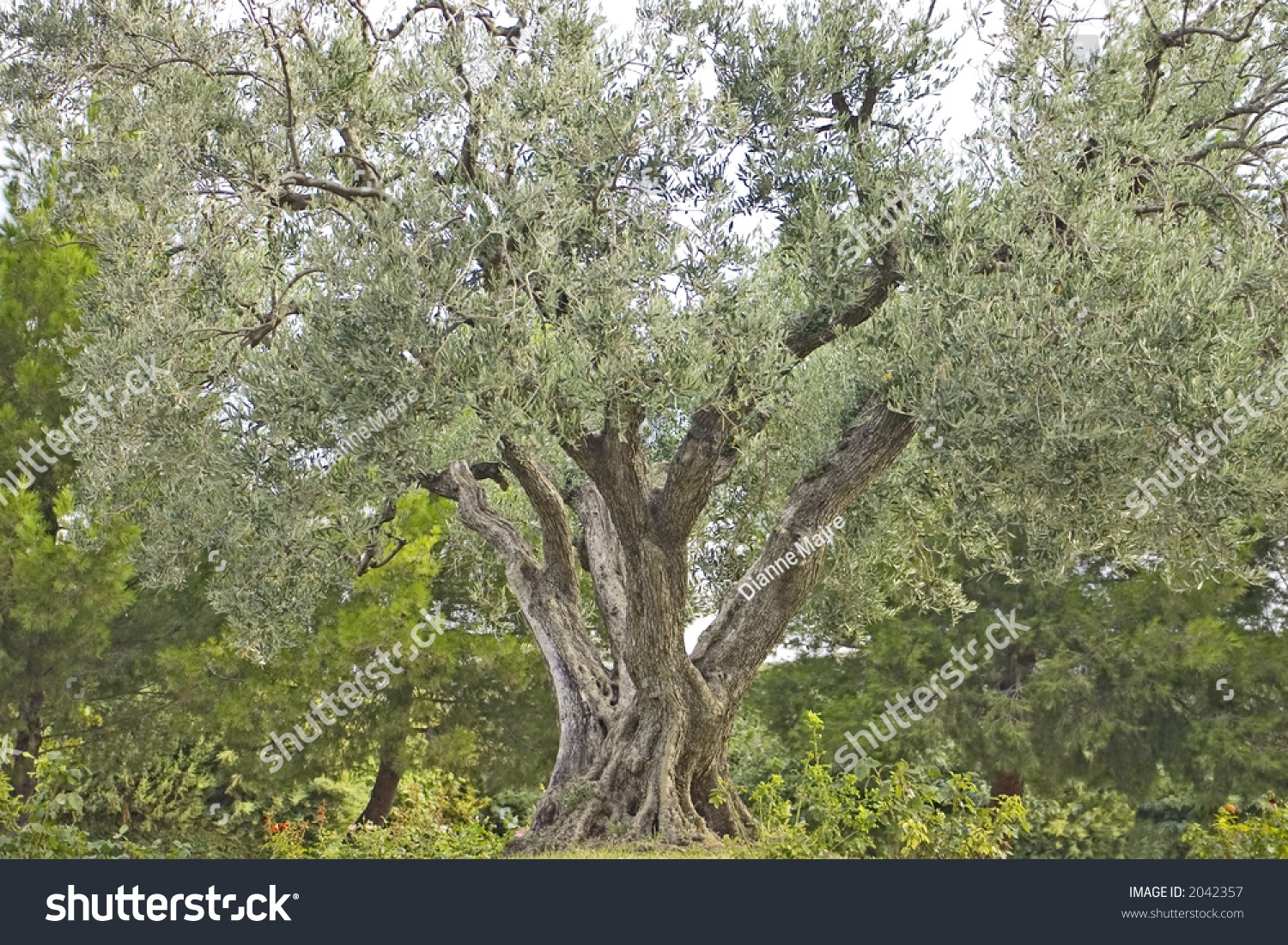 majestic old olive tree landscaped setting stock photo majestic old olive tree landscaped setting stock photo
