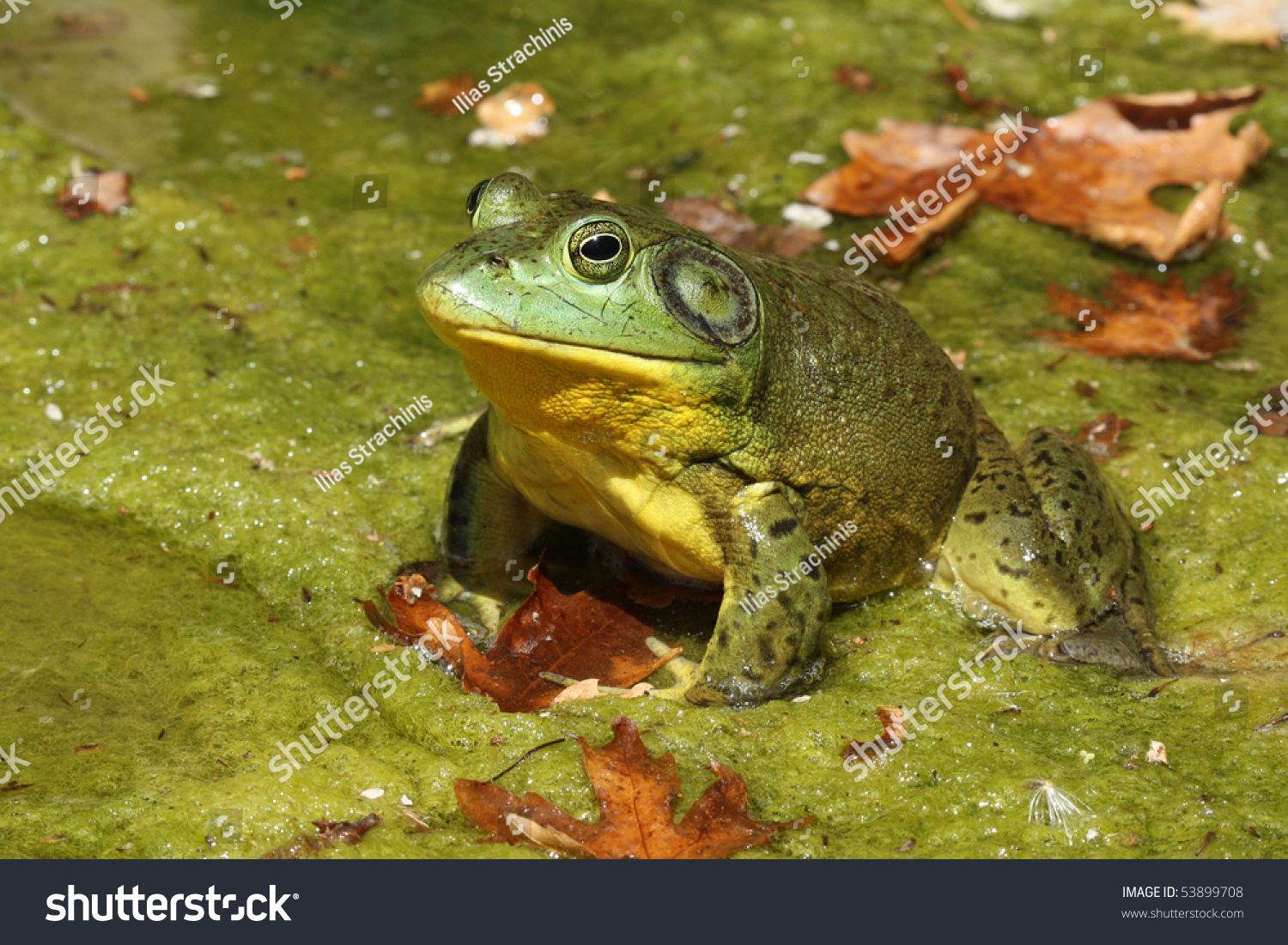 Male American Bullfrog, Lithobates Catesbeianus Stock Photo 53899708 ...