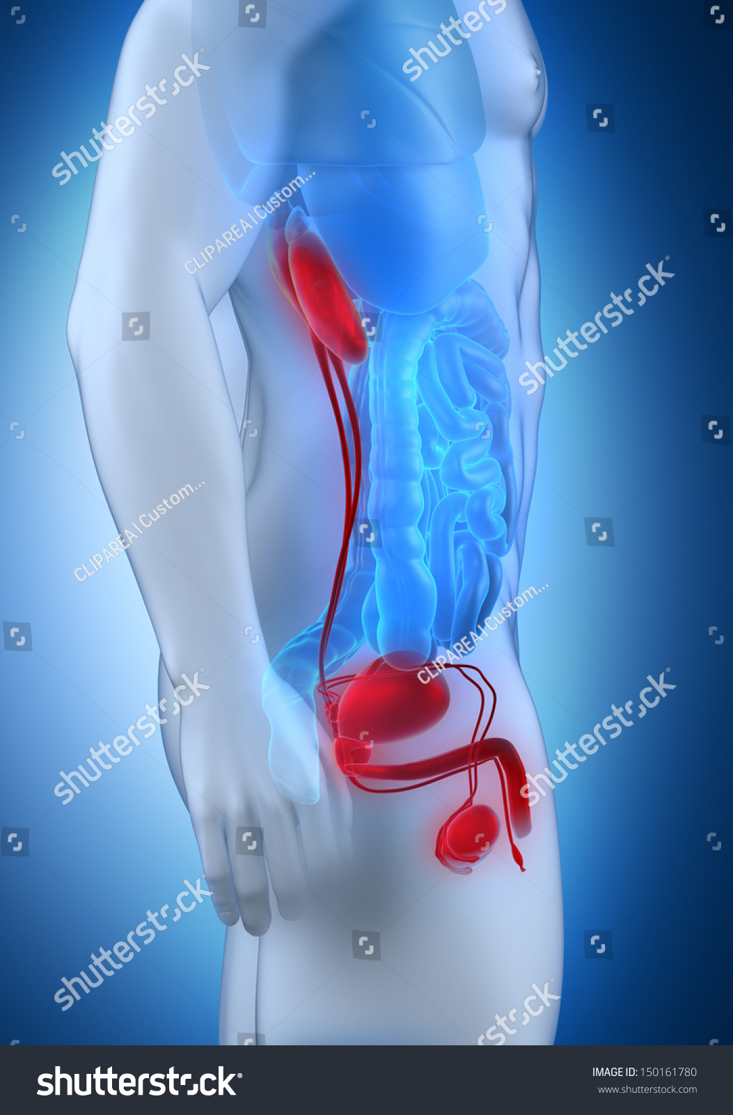 Male Anatomy Lateral View Stock Photo 150161780 : Shutterstock