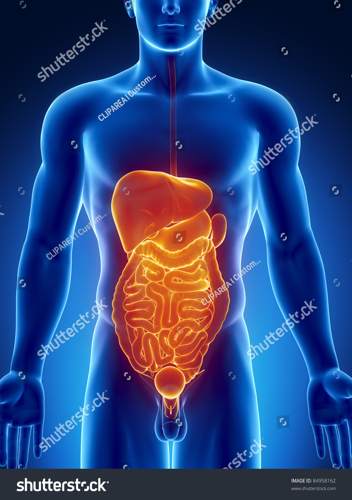 Male Anatomy Of Human Organs In Blue Orange X Ray View Stock Photo