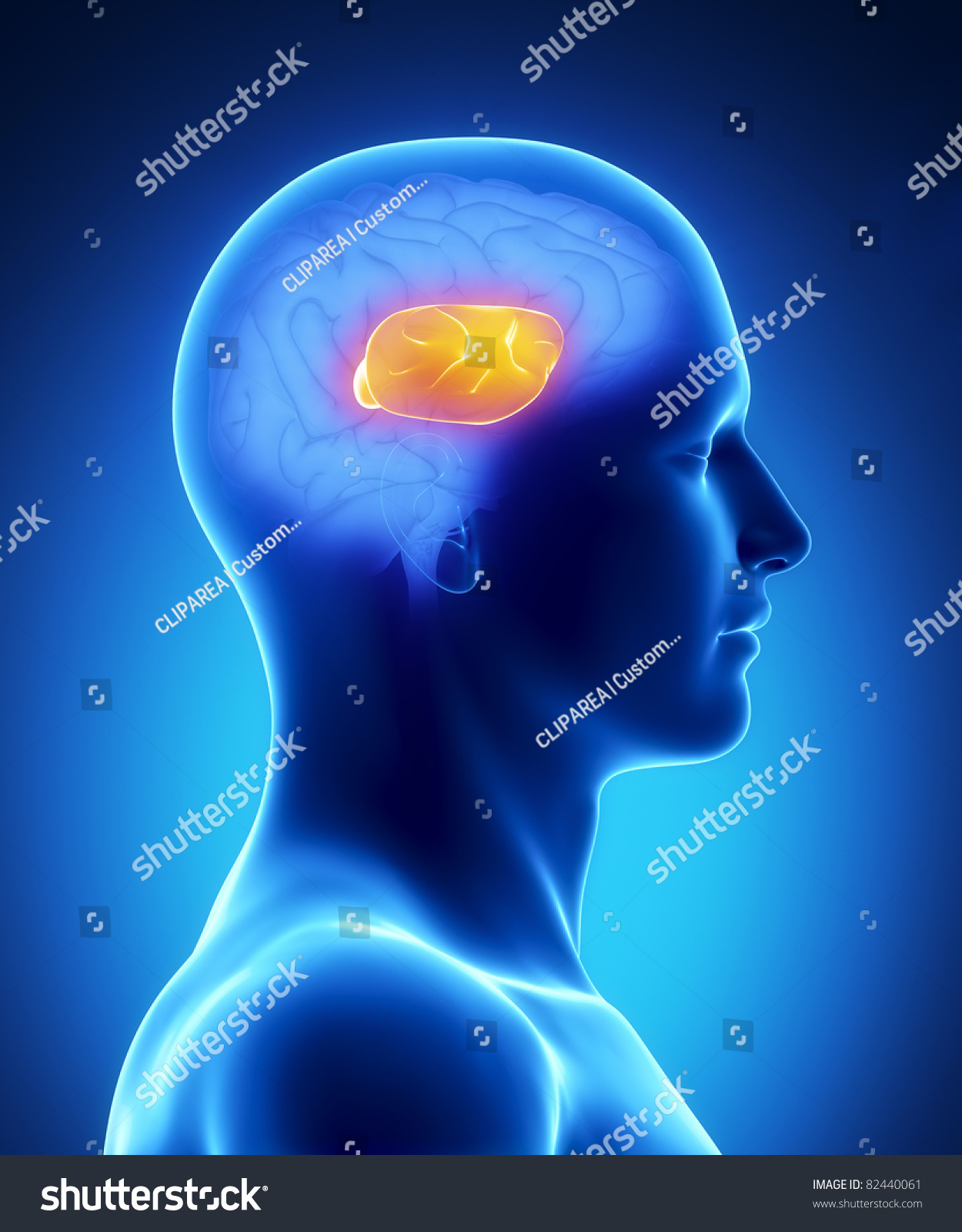 Male Anatomy Human Organs Xray View