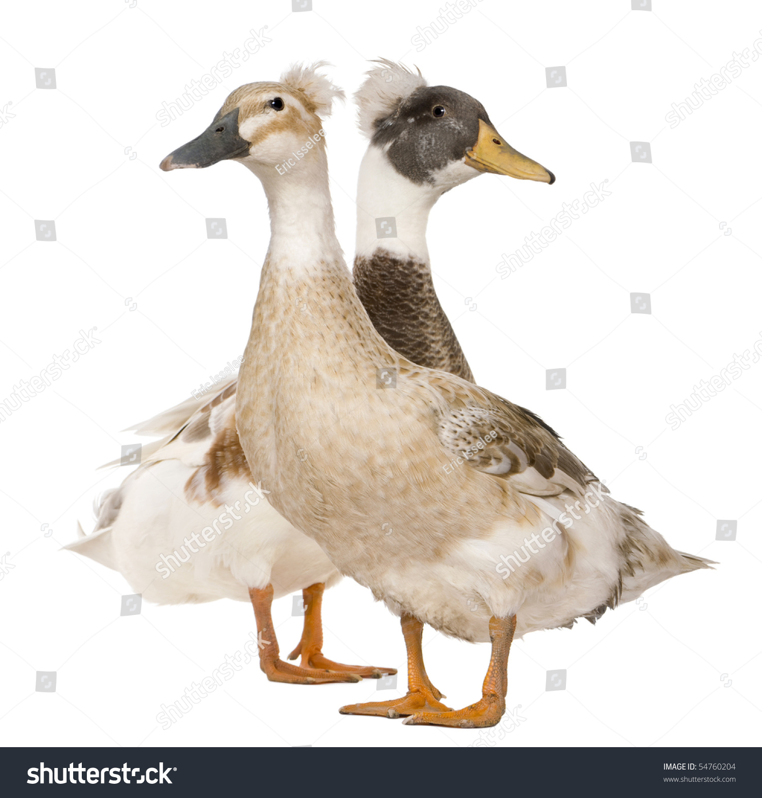 Male And Female Crested Duck, 3 Years Old, Standing In Front Of White