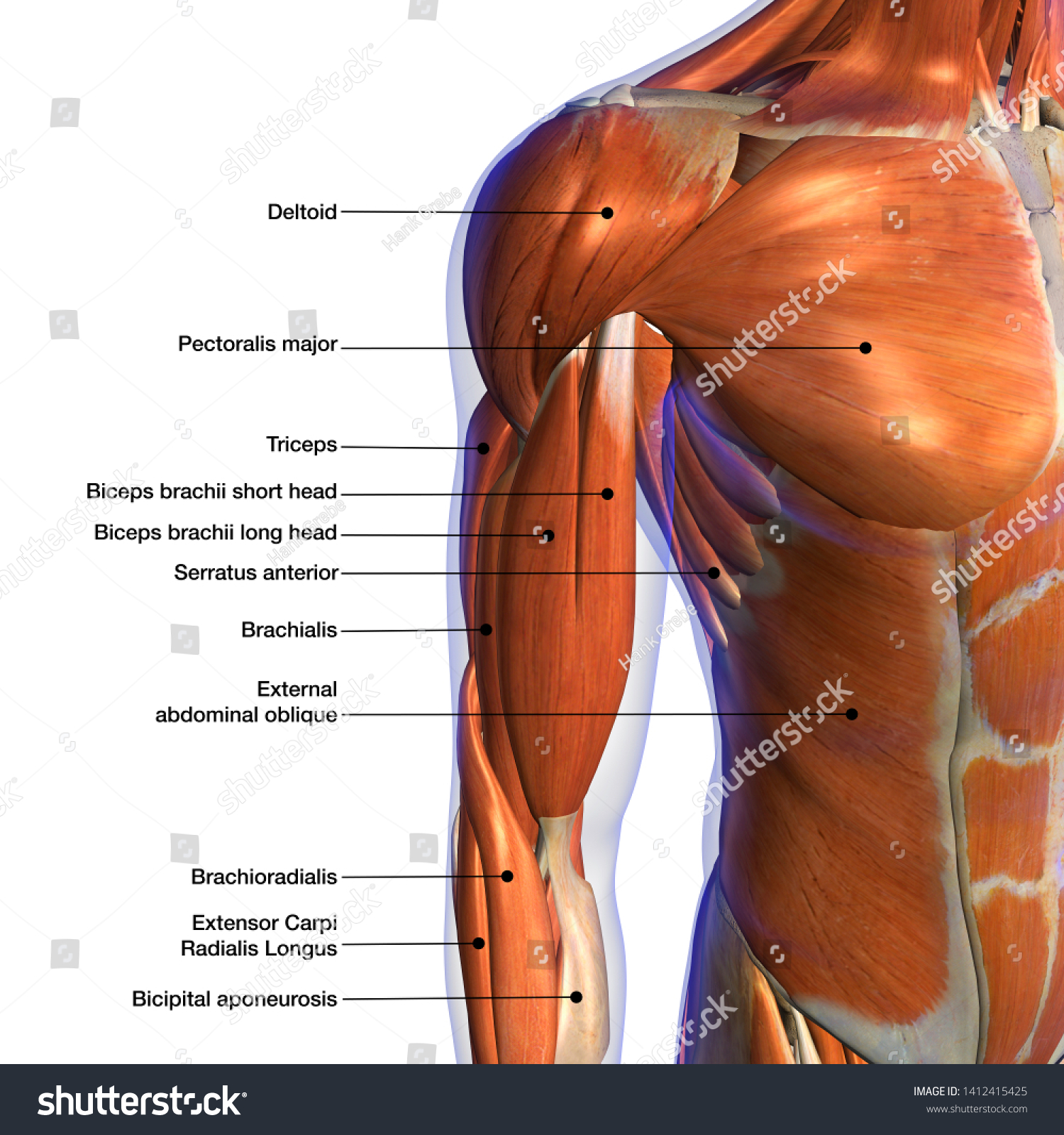 Male Biceps Chest Muscle Chart Labeled Ilustraci N De Stock Shutterstock