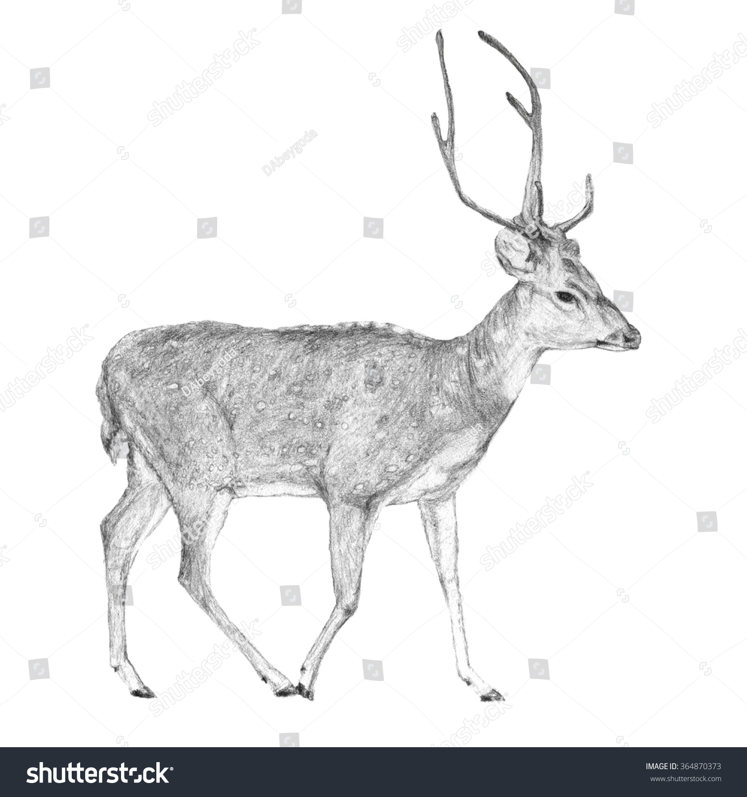 Male Deer Side View Illustration. Greyscale, Black And White Pencil
