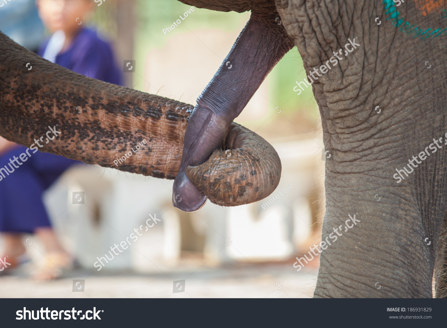 African Male Penis 51