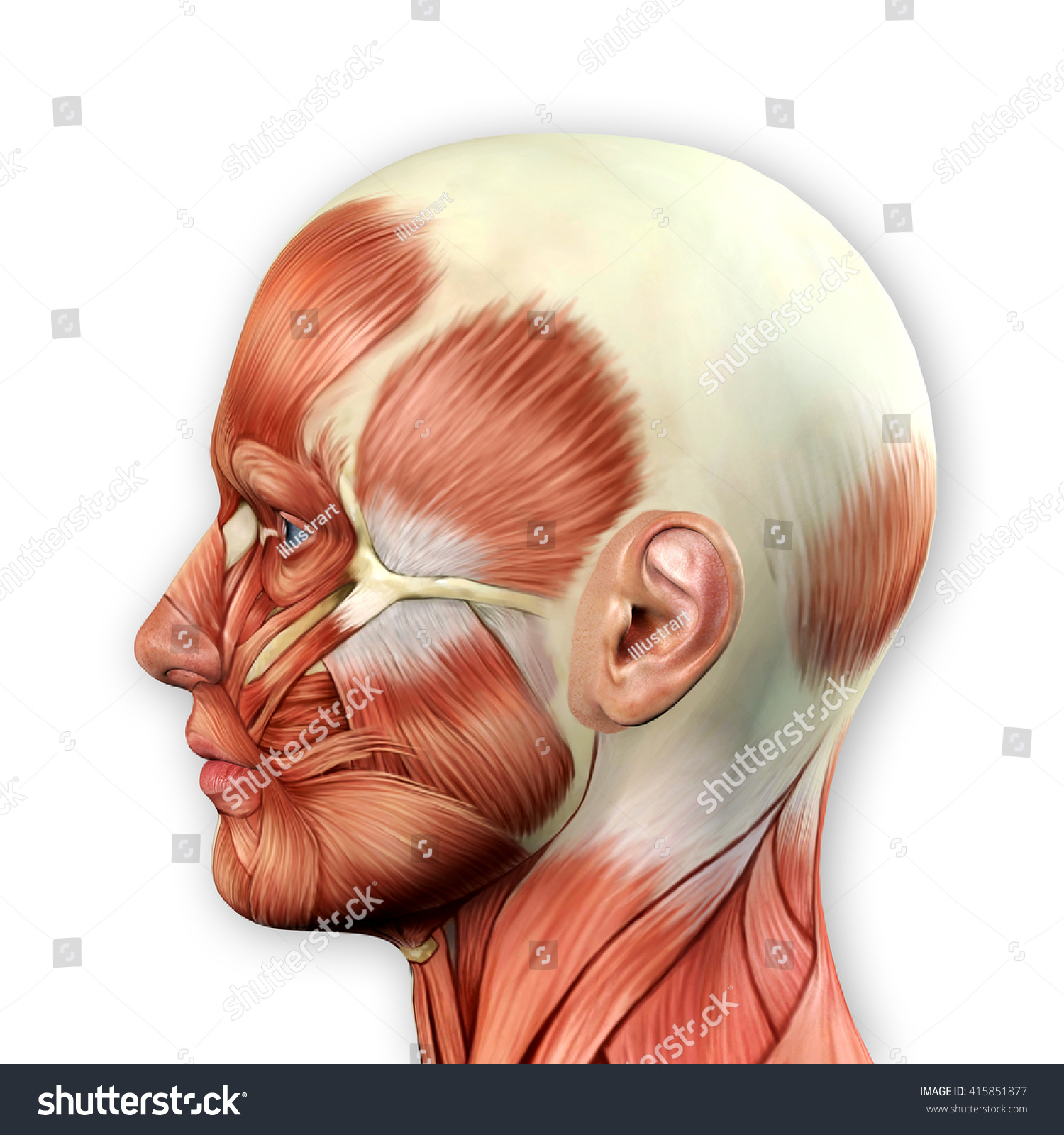 Male Face Muscles Anatomy 3d Illustration - 415851877 : Shutterstock