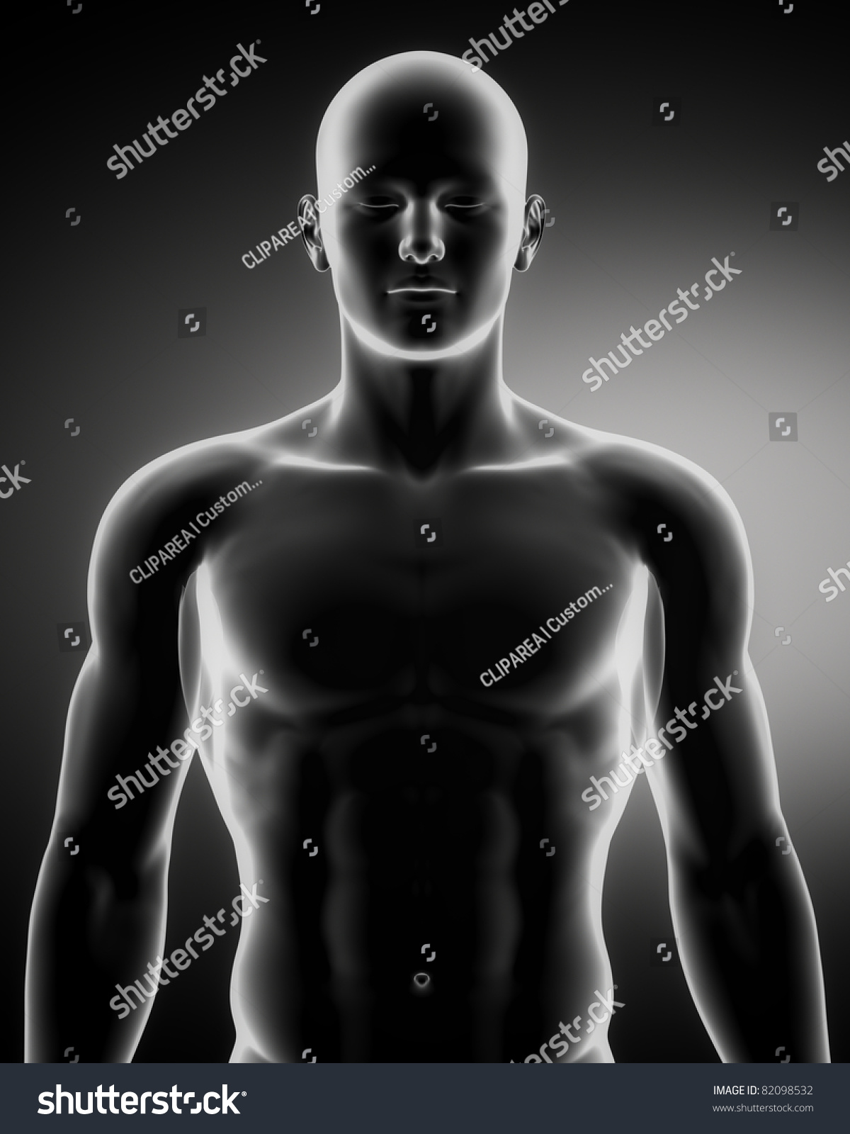 male anatomy figure