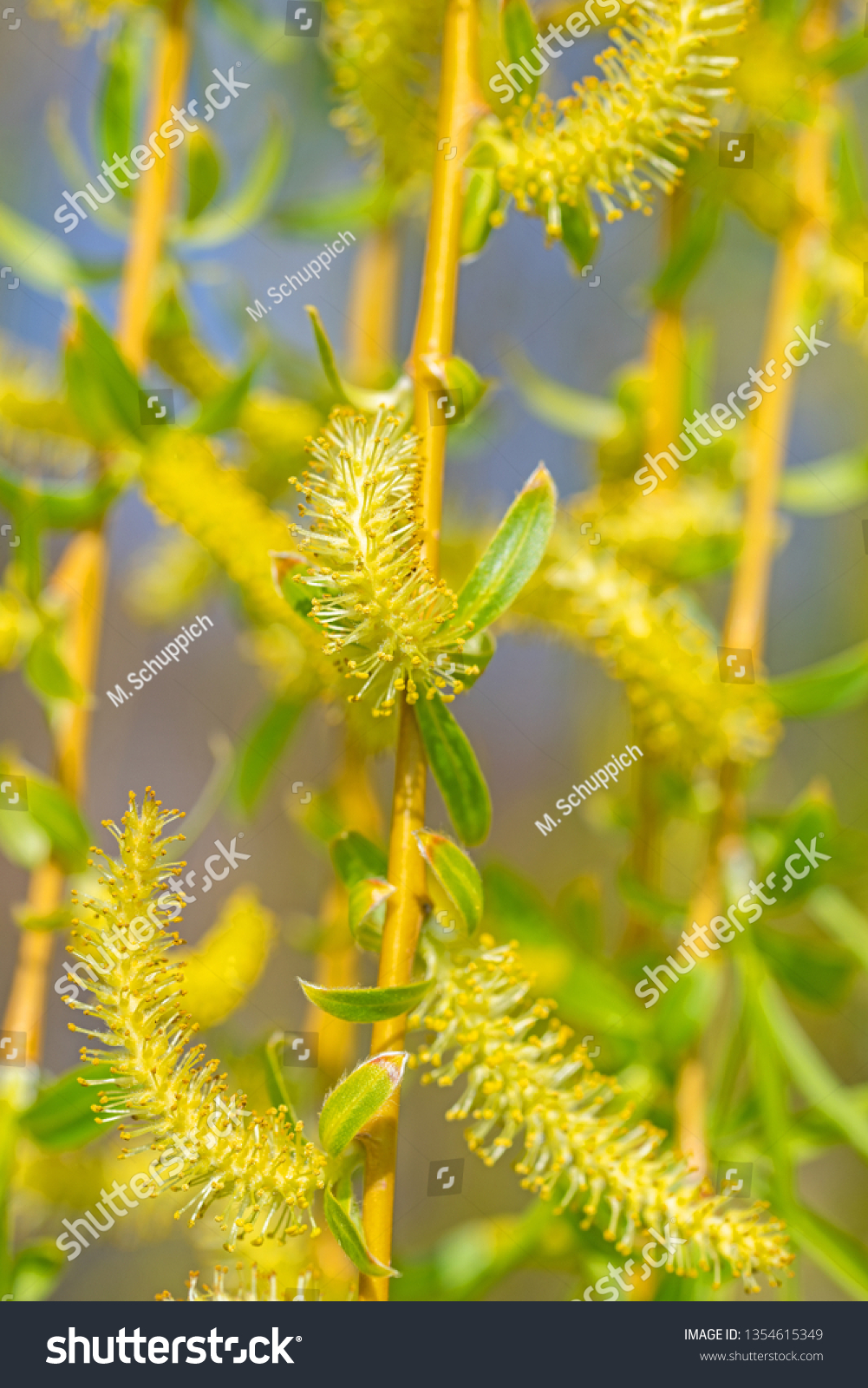 Male Flowers Weeping Willow Salix Babylonica Stock Photo