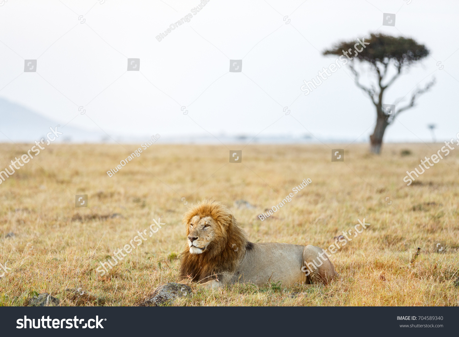 Male Lion Lying Grass Savanna Africa Stock Photo Edit Now