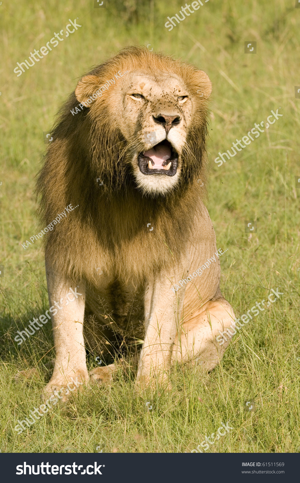 Male Lion Roaring Face