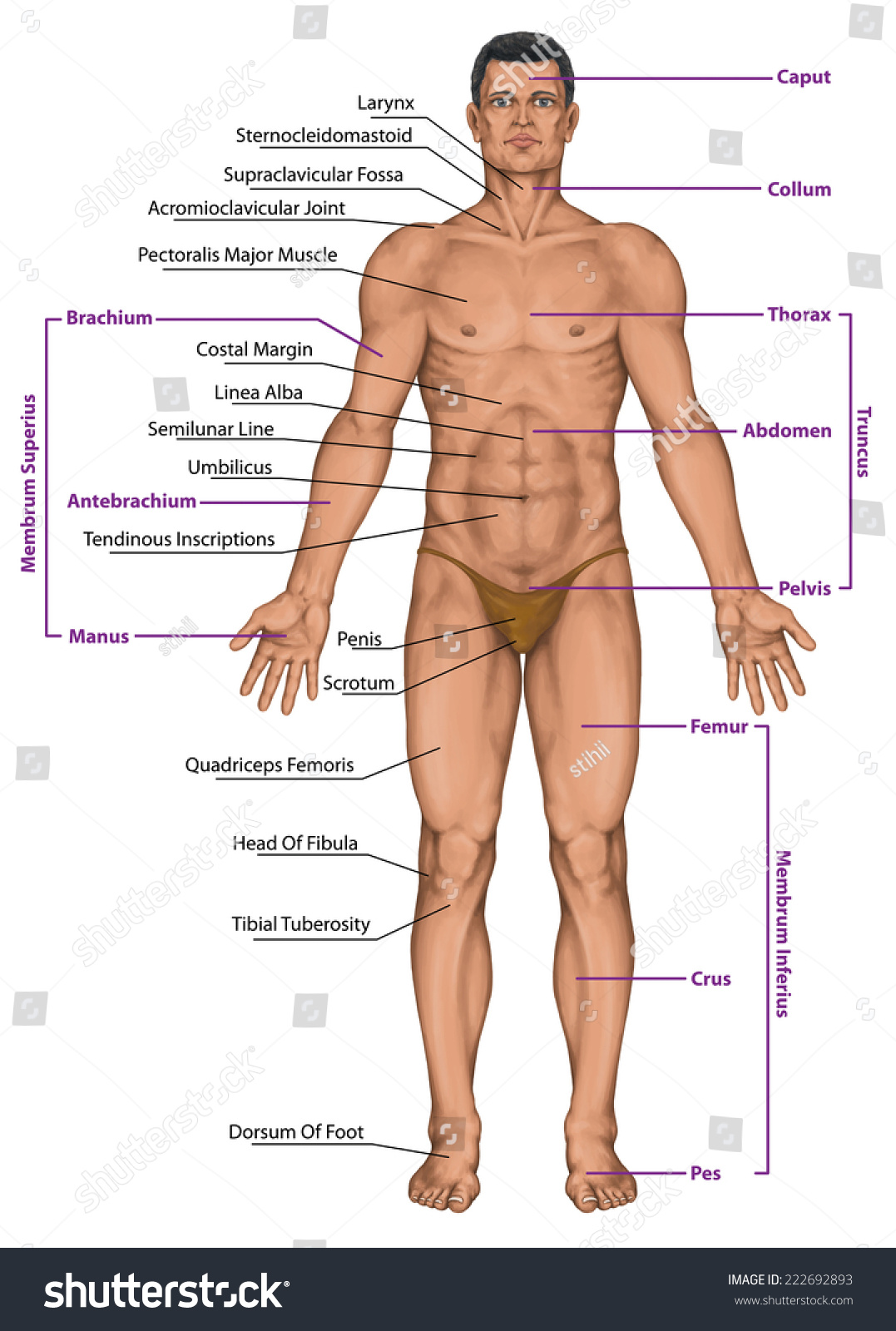 Anatomy Tools - Accurate Reference for Drawing the Human 