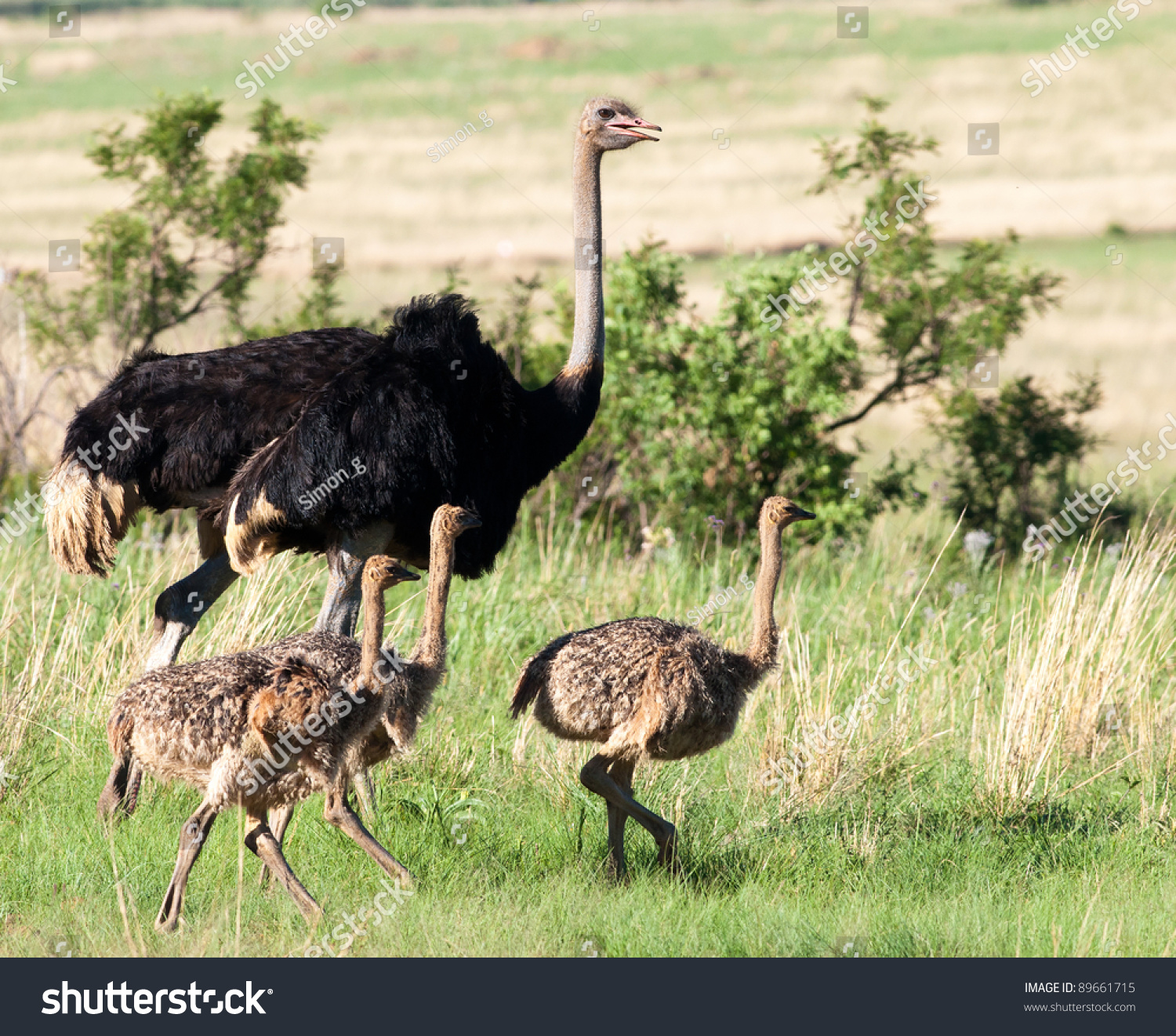 Male Ostrich Walking With Three Chicks Next To Him Stock Photo 89661715 