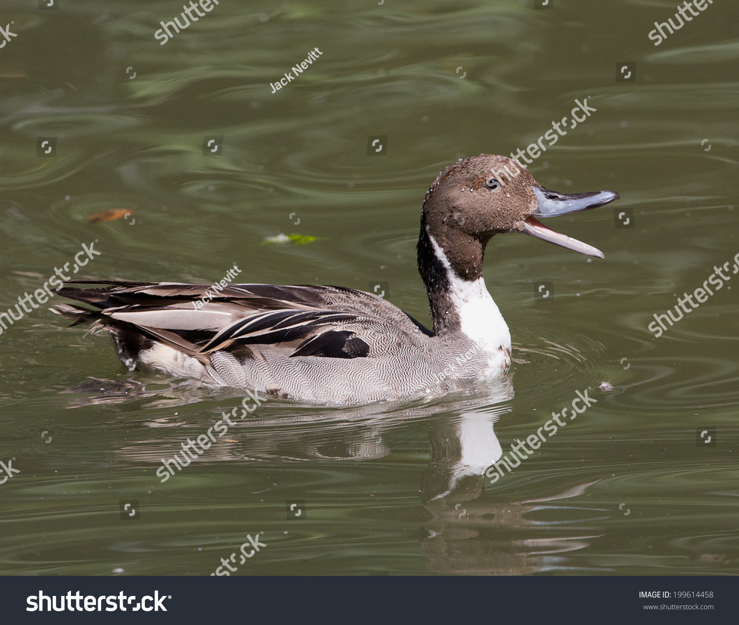 Male Pintail Duck With Mouth Open And Water Droplets. Stock Photo 