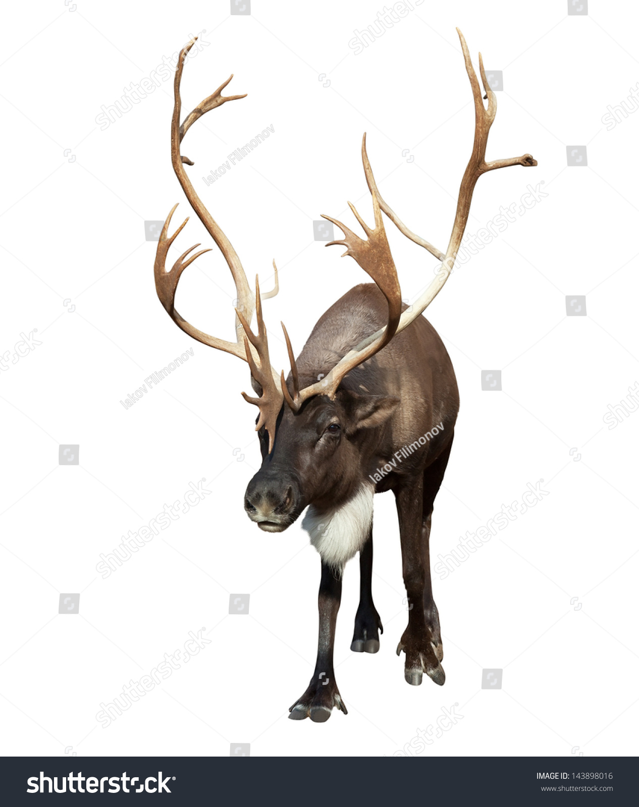 male-reindeer-with-large-horns-isolated-over-white-background-stock