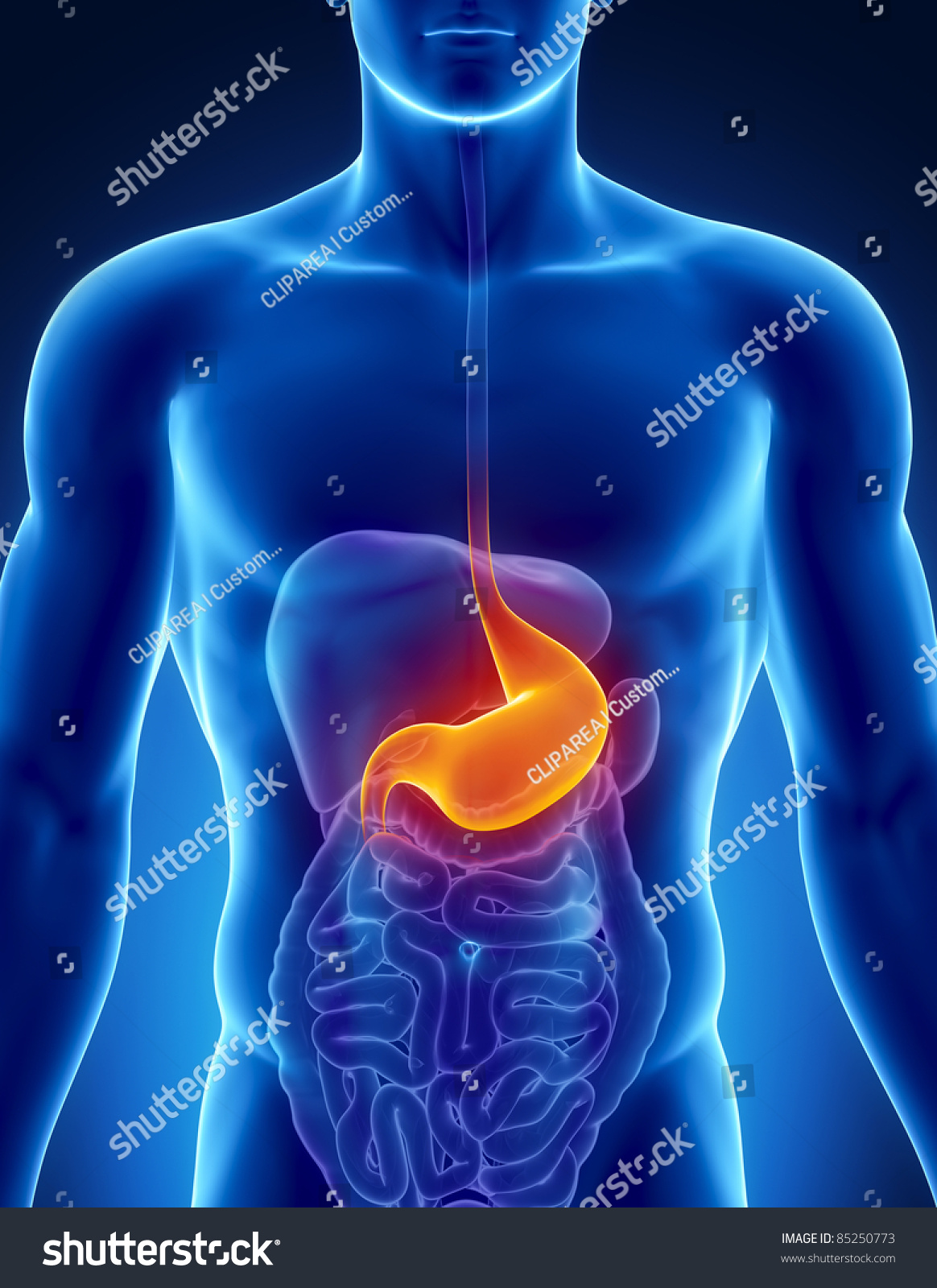 Male Stomach Anatomy Of Human Organs In X-Ray View Stock Photo 85250773
