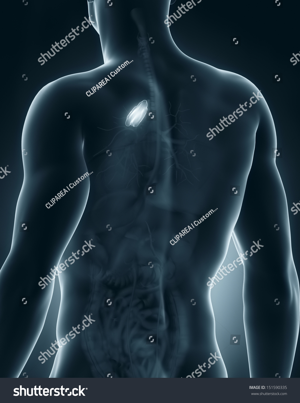 Male Thymus Anatomy Lateral View 스톡 일러스트 151590335 Shutterstock