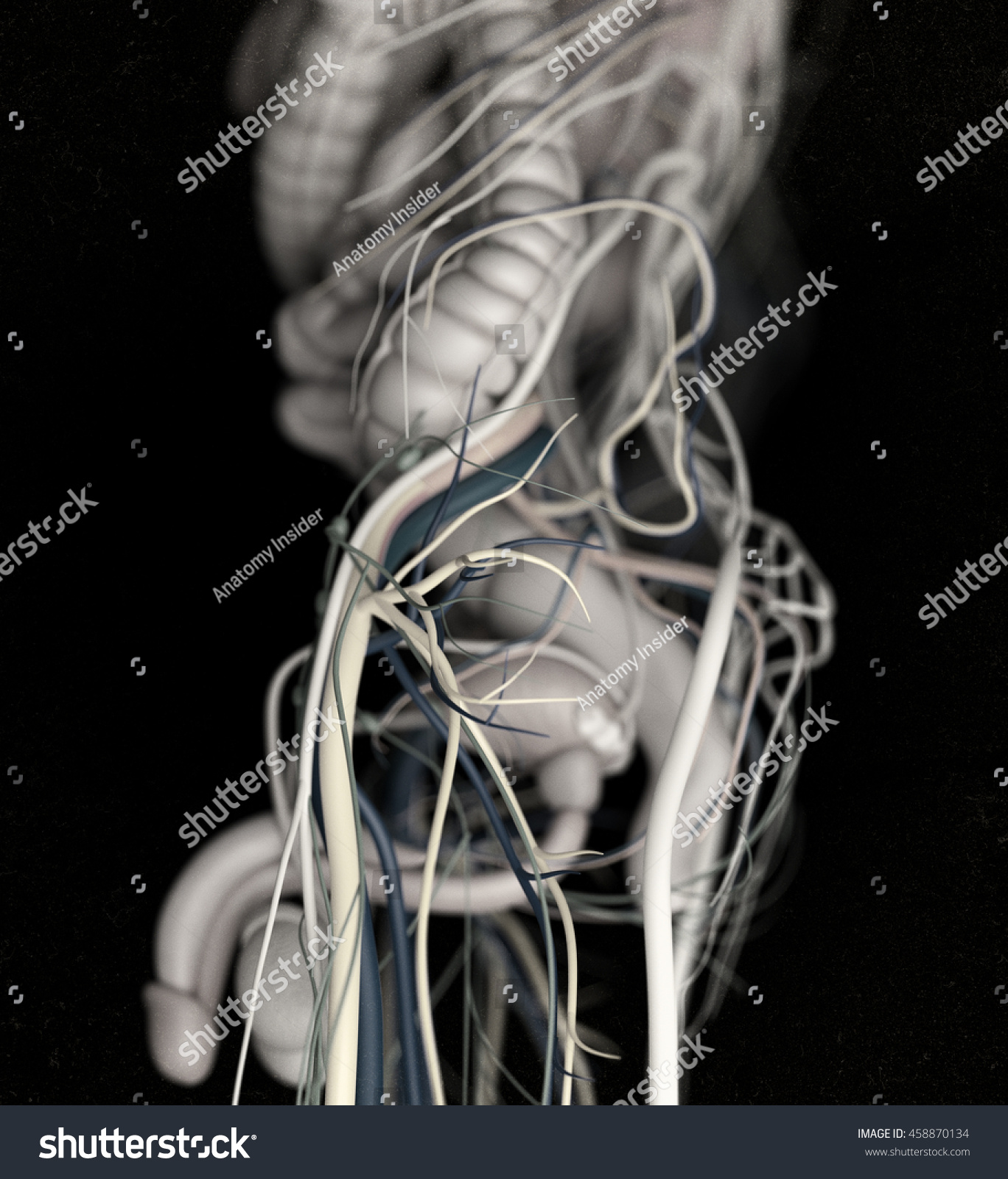 reproductive or urinary Continued from above it is located in the pelvic cavity anterior to the rectum and superior to the reproductive organs of the pelvis in females the urinary. reproductive or urinary Continued from above it is located in the pelvic cavity anterior to the rectum and superior to the reproductive organs of the pelvis in females the urinary.