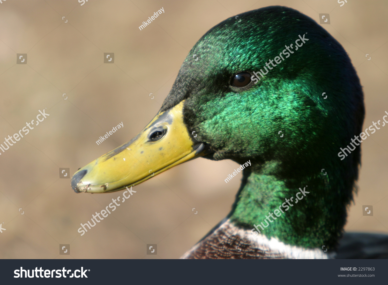 Mallard Drake Head Close Stock Photo 2297863 Shutterstock