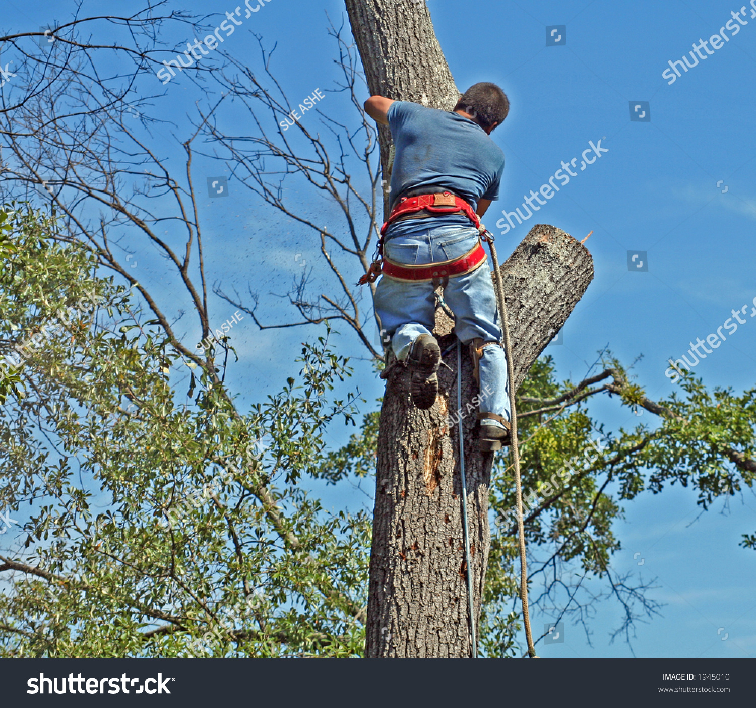 what-is-tree-felling-with-pictures