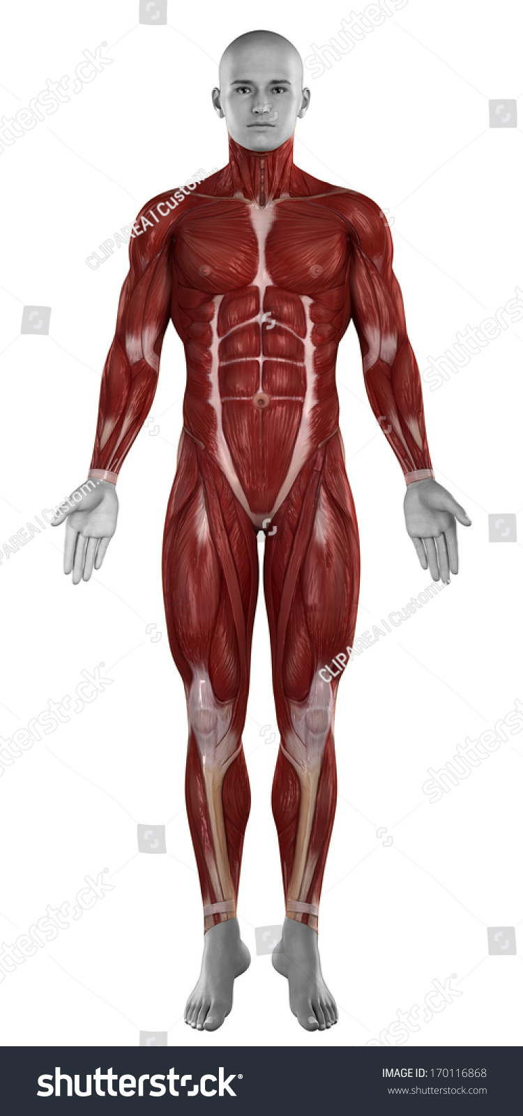 Man Muscles Anatomy Isolated Anterior View Stock Photo 170116868