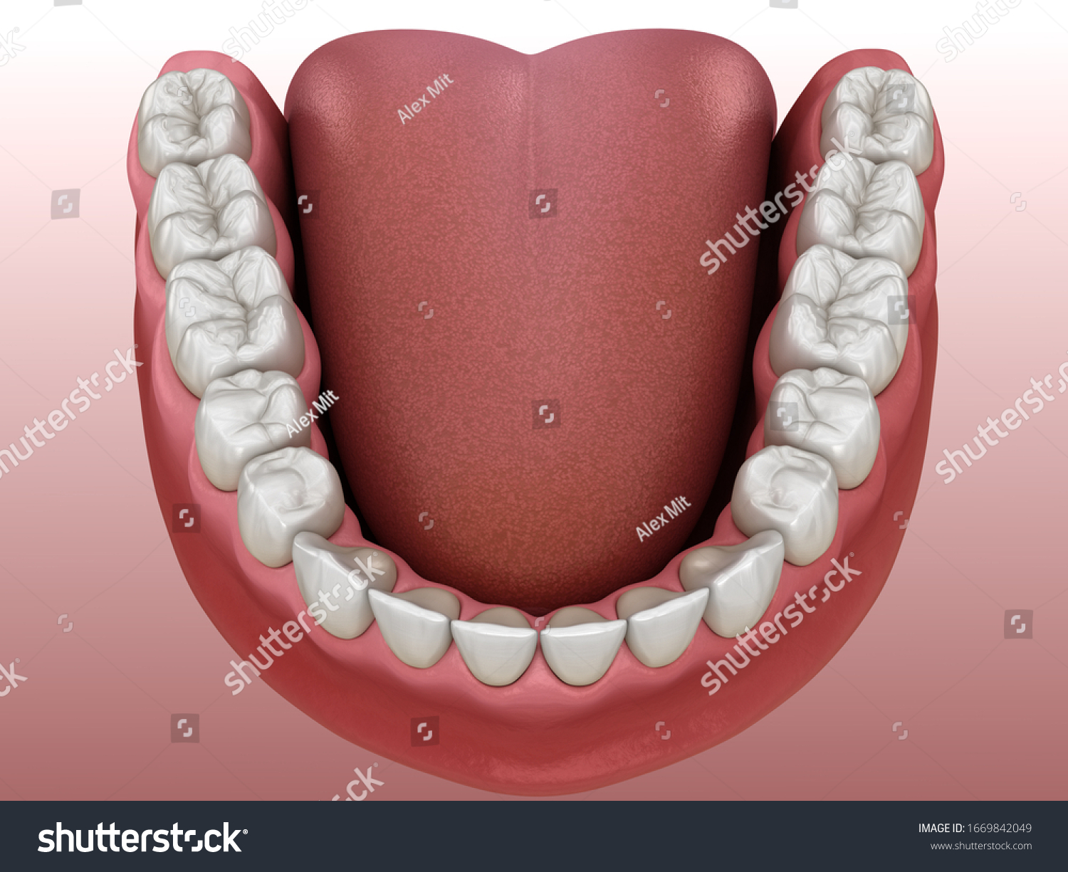 Mandibular Human Gum Teeth Medically Accurate Stock Illustration