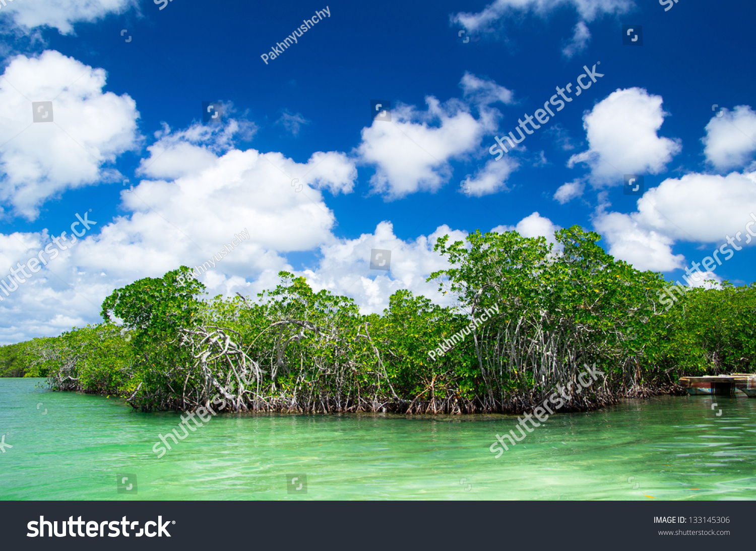 Mangrove Trees In Caribbean Sea Stock Photo 133145306 Shutterstock