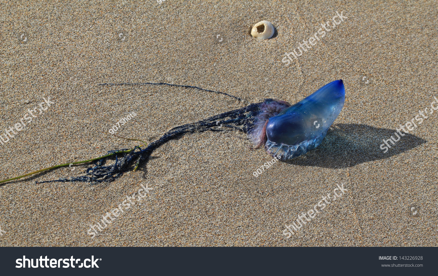 Manowar Jellyfish Stock Photo 143226928 - Shutterstock