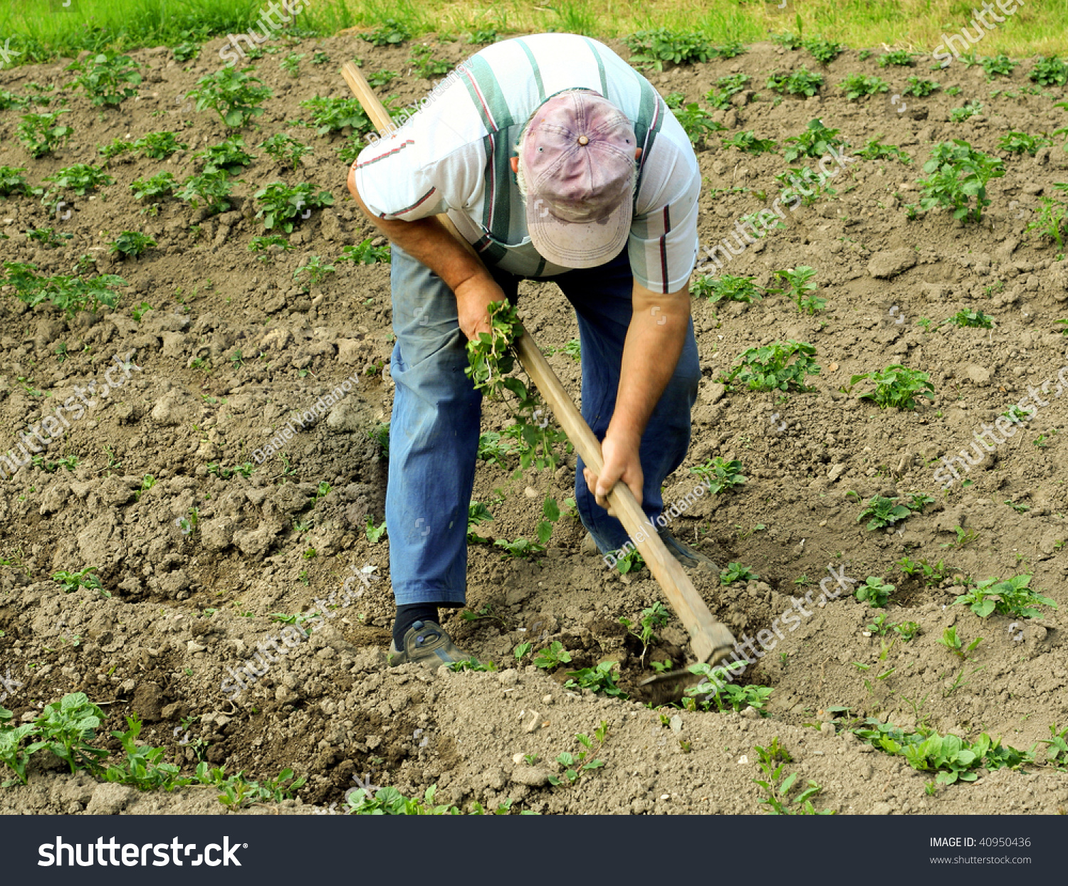 Manual Labor In Agriculture Stock Photo 40950436 Shutterstock