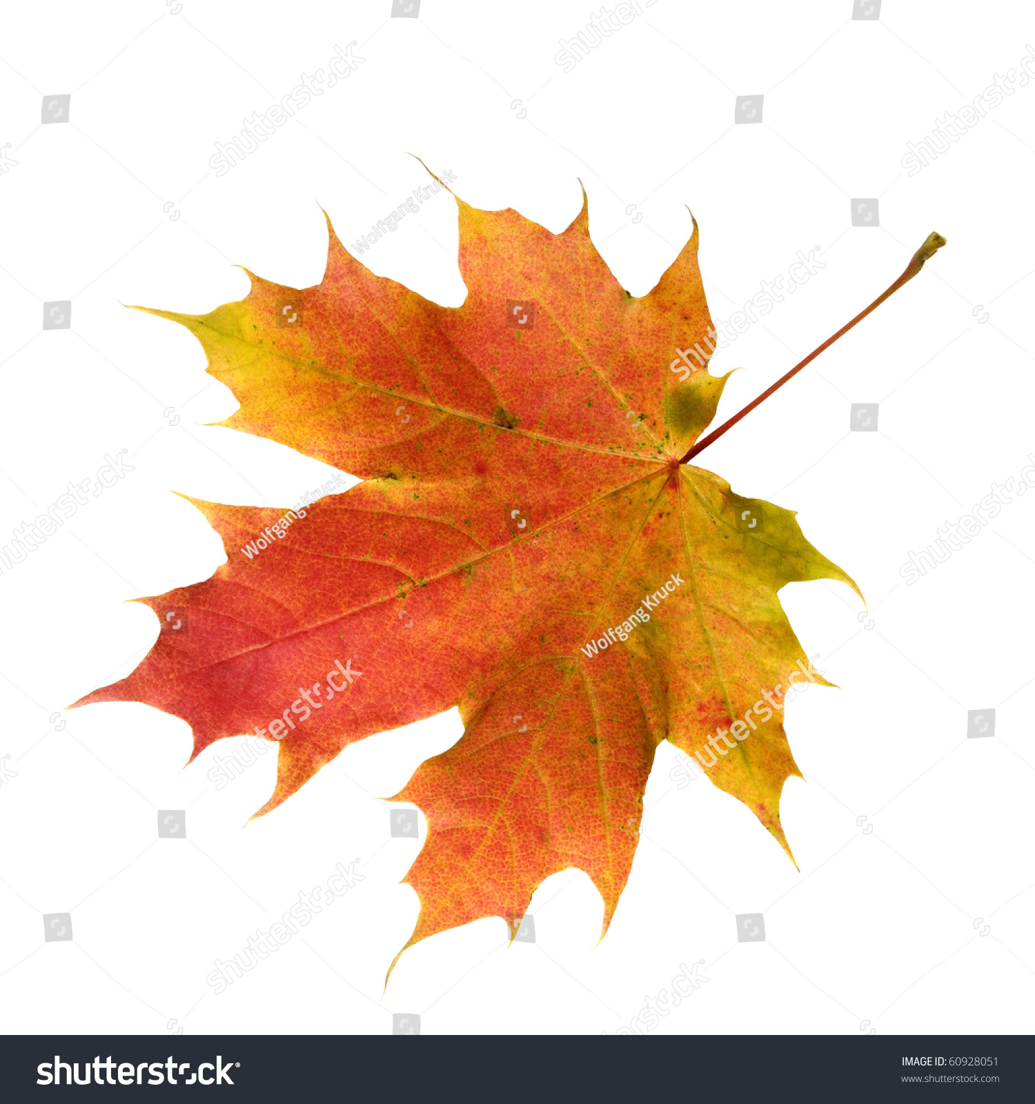 Maple Leaf Stock Photo 60928051 : Shutterstock