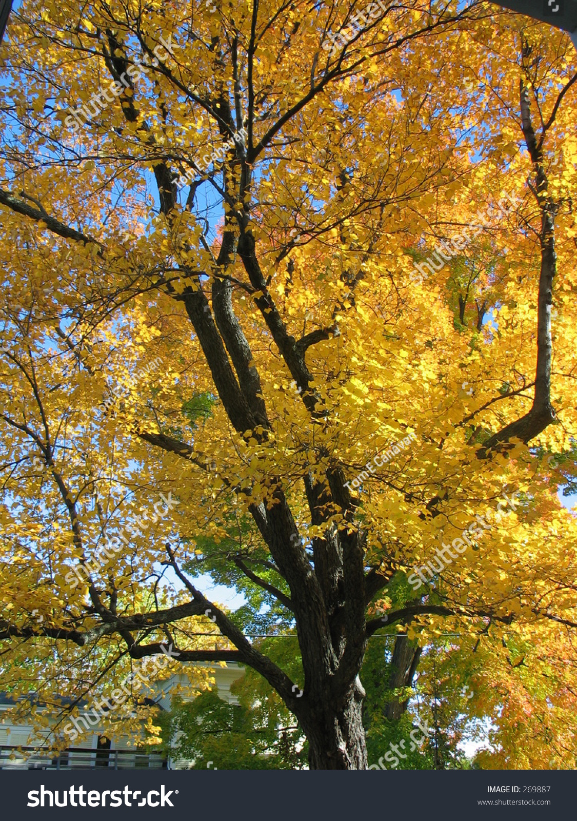 Maple Tree In Vermont Stock Photo 269887 Shutterstock