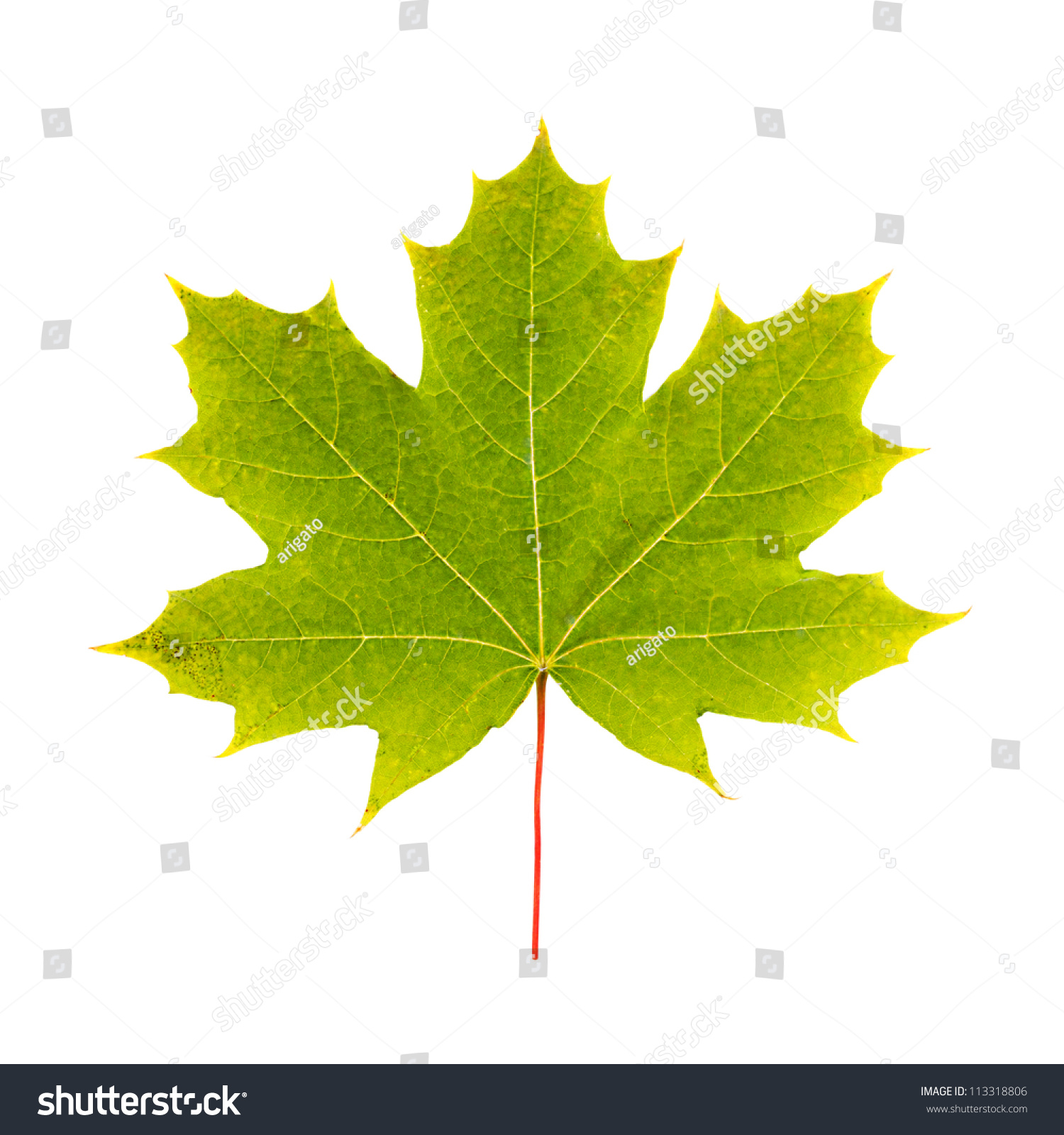 Maple Tree Leaf Stock Photo 113318806 : Shutterstock