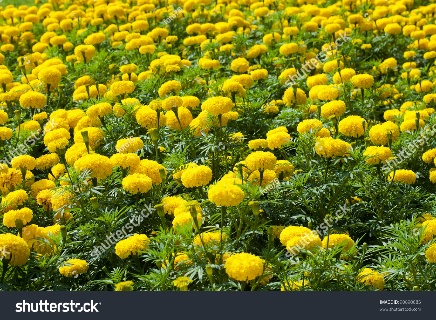 Marigold Flower Garden Stock Photo 90690085 : Shutterstock