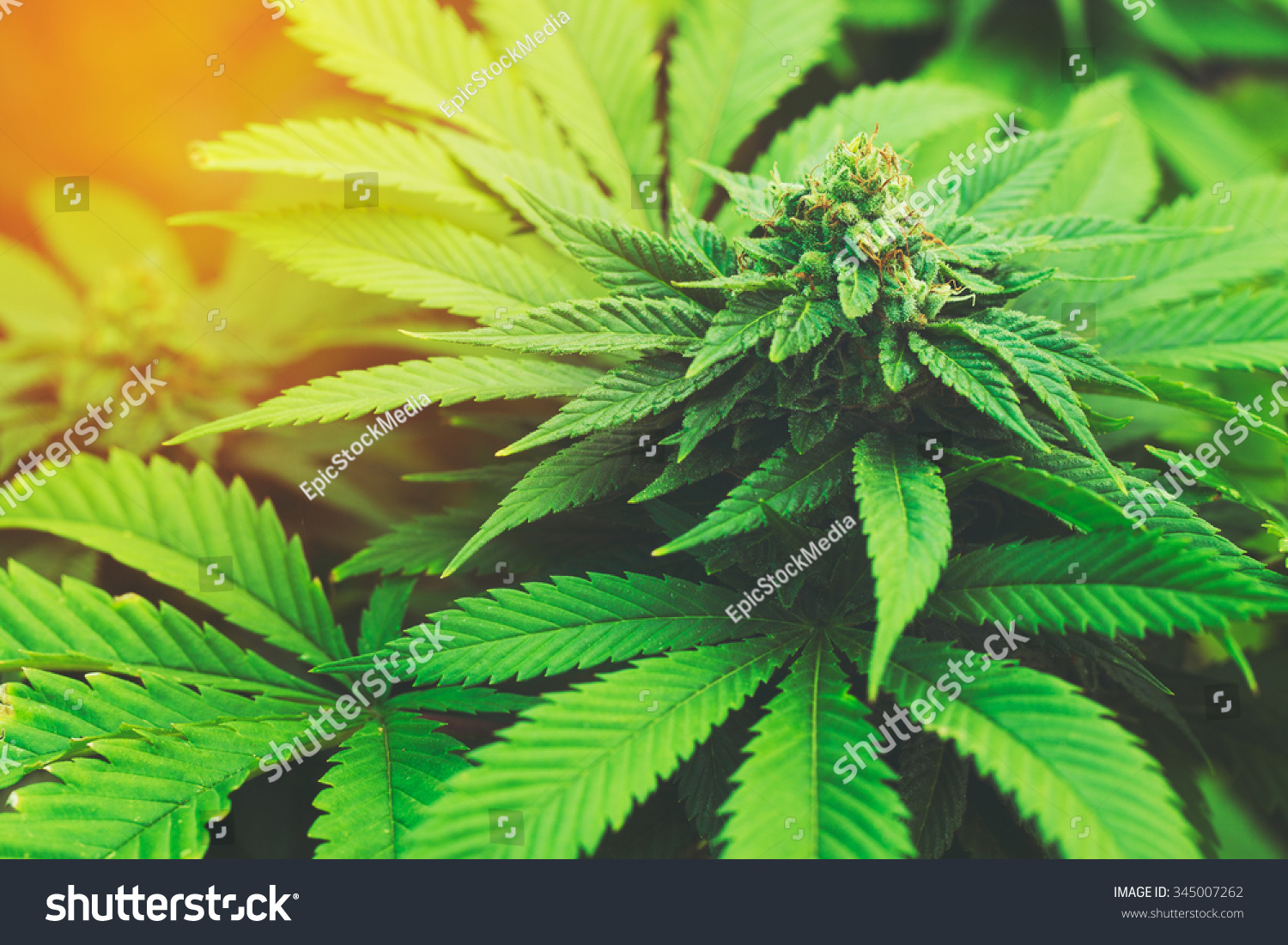 Marijuana Plant Budding Outdoors At Sunset Stock Photo 345007262 ...