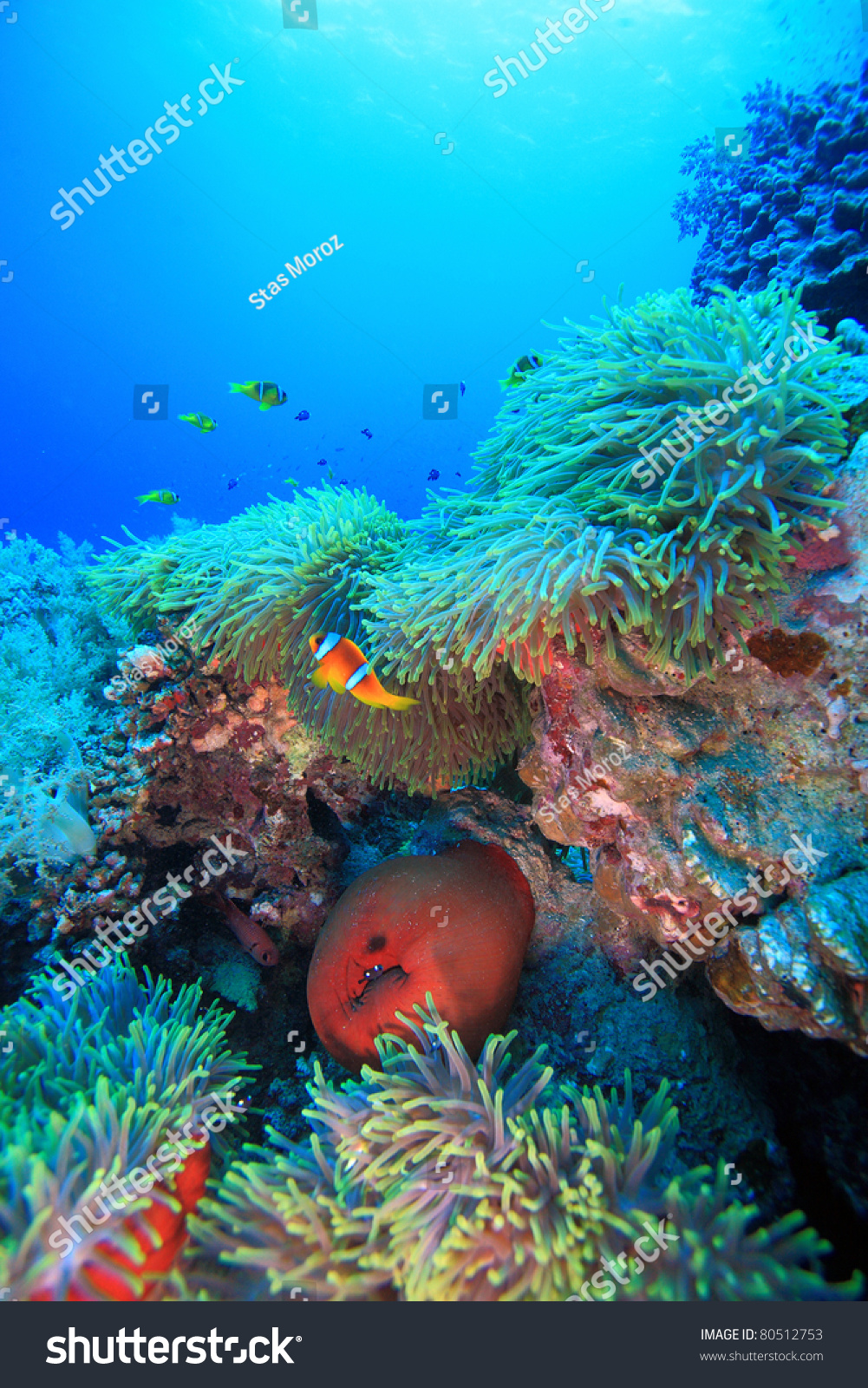 Marine Life In The Red Sea Stock Photo 80512753 : Shutterstock