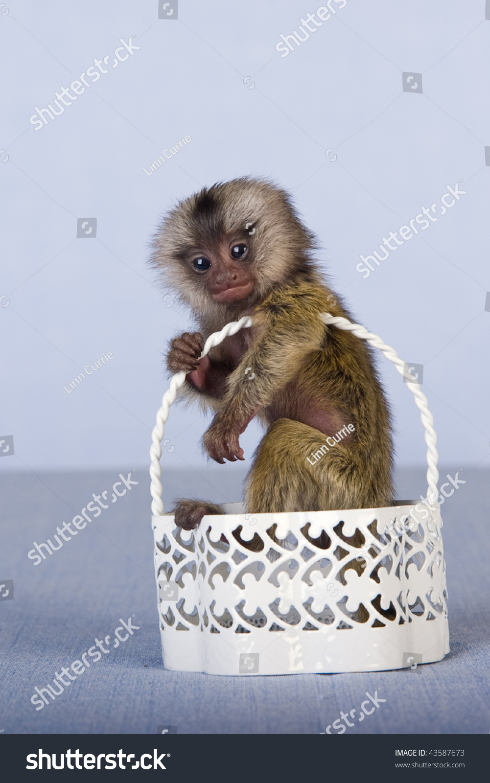 marmoset monkey in tiny white metal basket stock photo marmoset monkey in tiny white metal basket stock photo