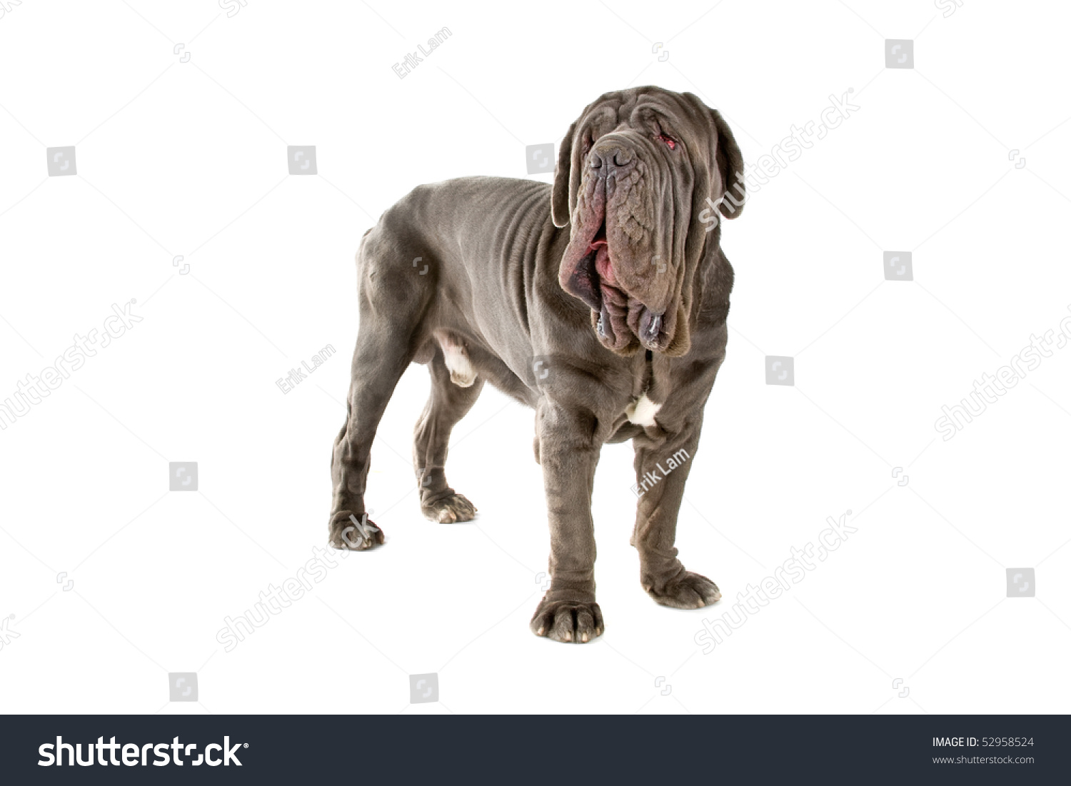 Mastino Napoletano Also Known Asmastinoneapolitan Bulldogitalian