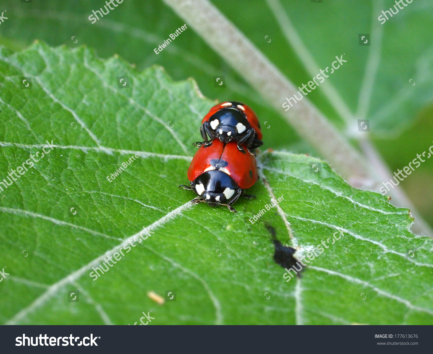 Mating Lady Bugs Stock Photo Shutterstock