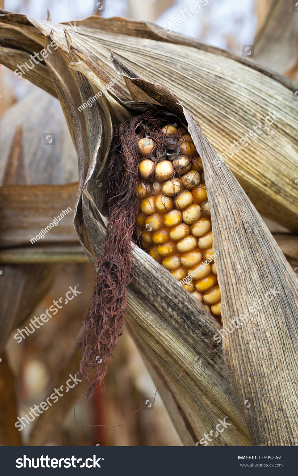 Mature Maize Cob Stock Photo 176952269 Shutterstock