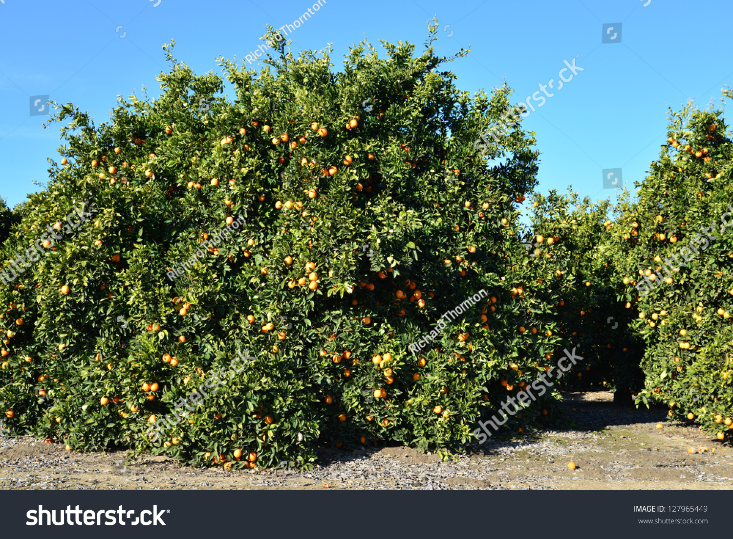 orange grove mature personals Tender singles is a completely free online dating site you can get from the sign up to the real life dating without paying anything join now. orange grove mature personals Tender singles is a completely free online dating site you can get from the sign up to the real life dating without paying anything join now.