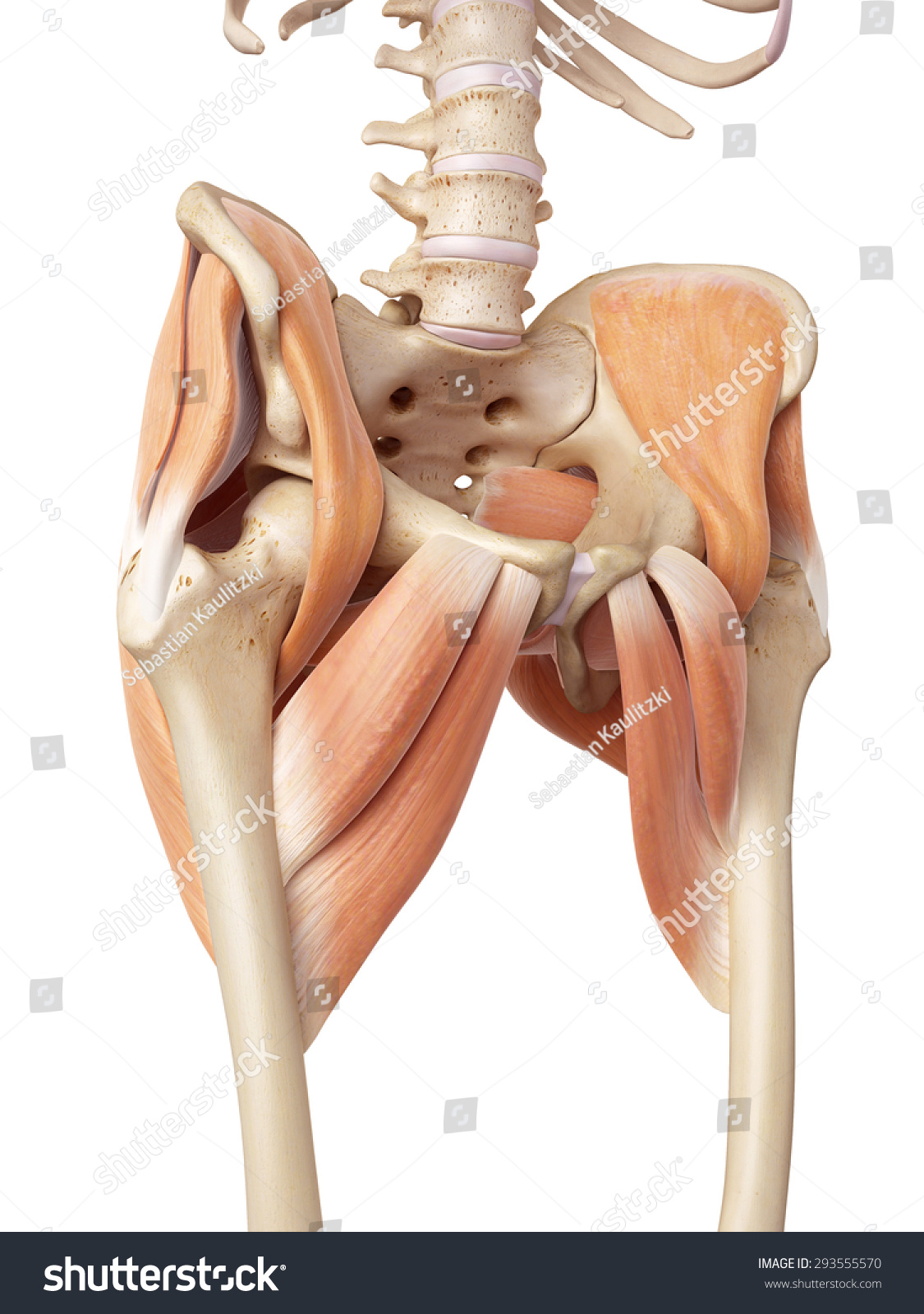 Medical Accurate Illustration Of The Hip Muscles - 293555570 : Shutterstock