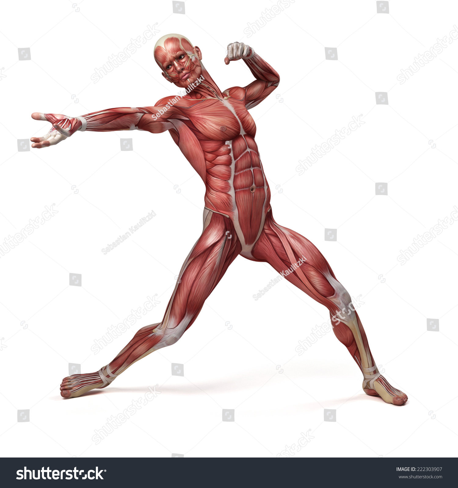 Medical D Illustration Male Muscular System Stock Illustration