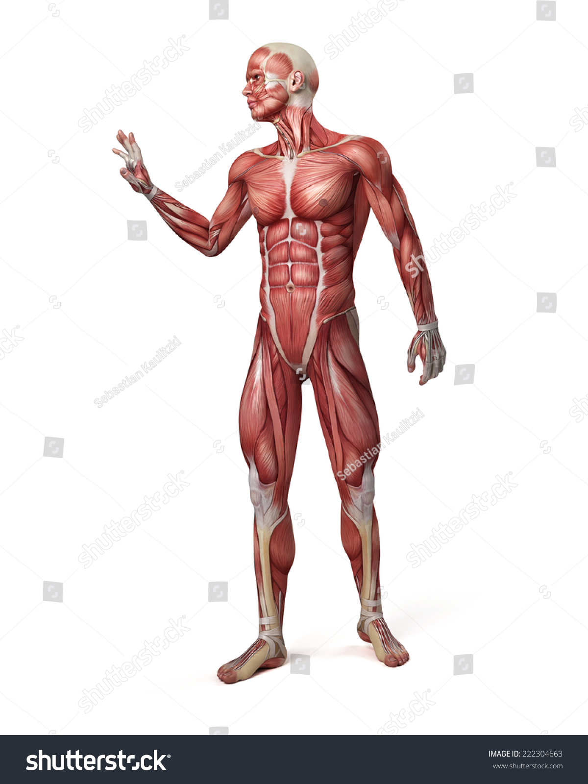 Medical D Illustration Male Muscular System Ilustra Es Stock