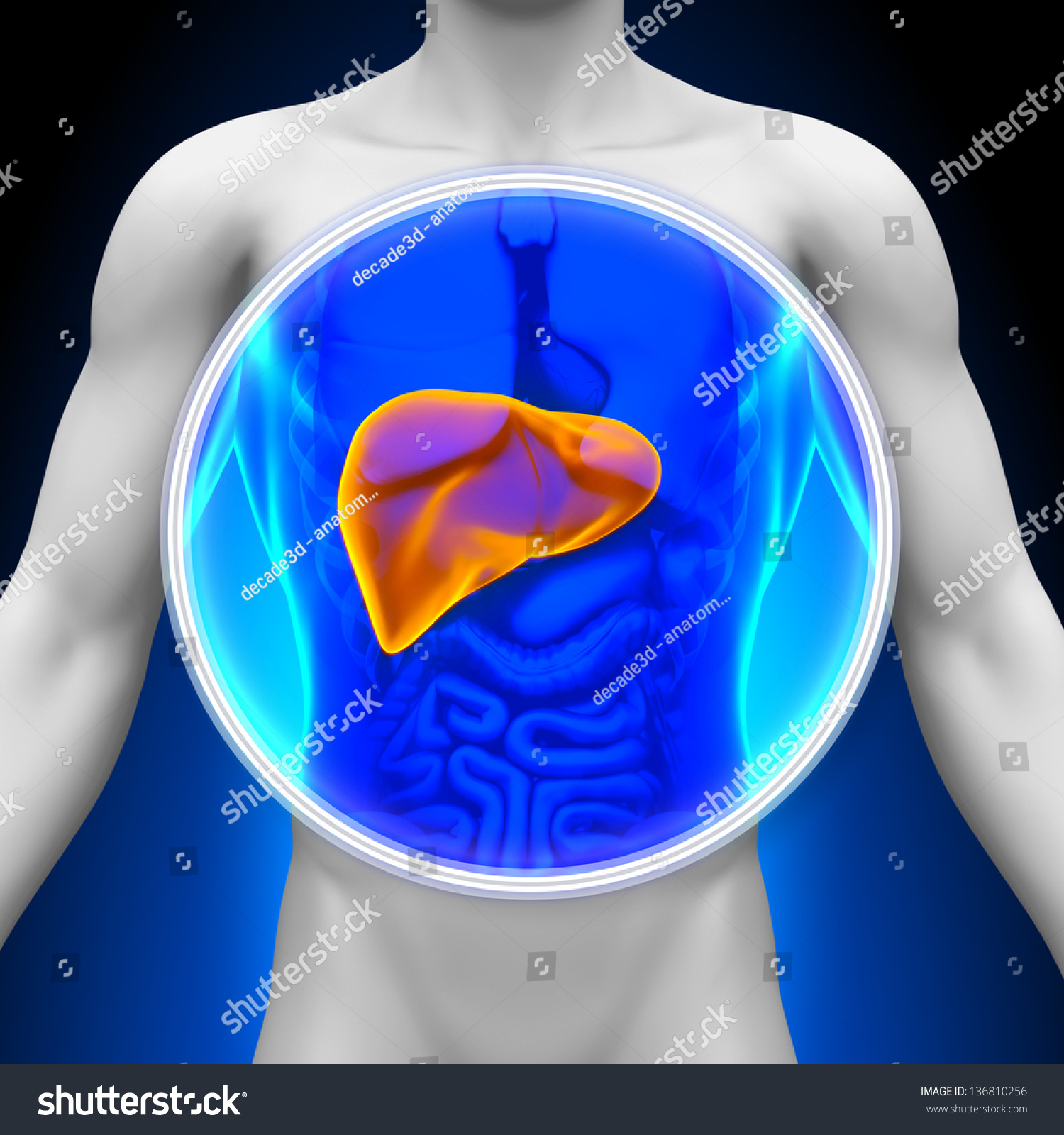 Medical Xray Scan Liver Anatomy Stock Illustration Shutterstock My