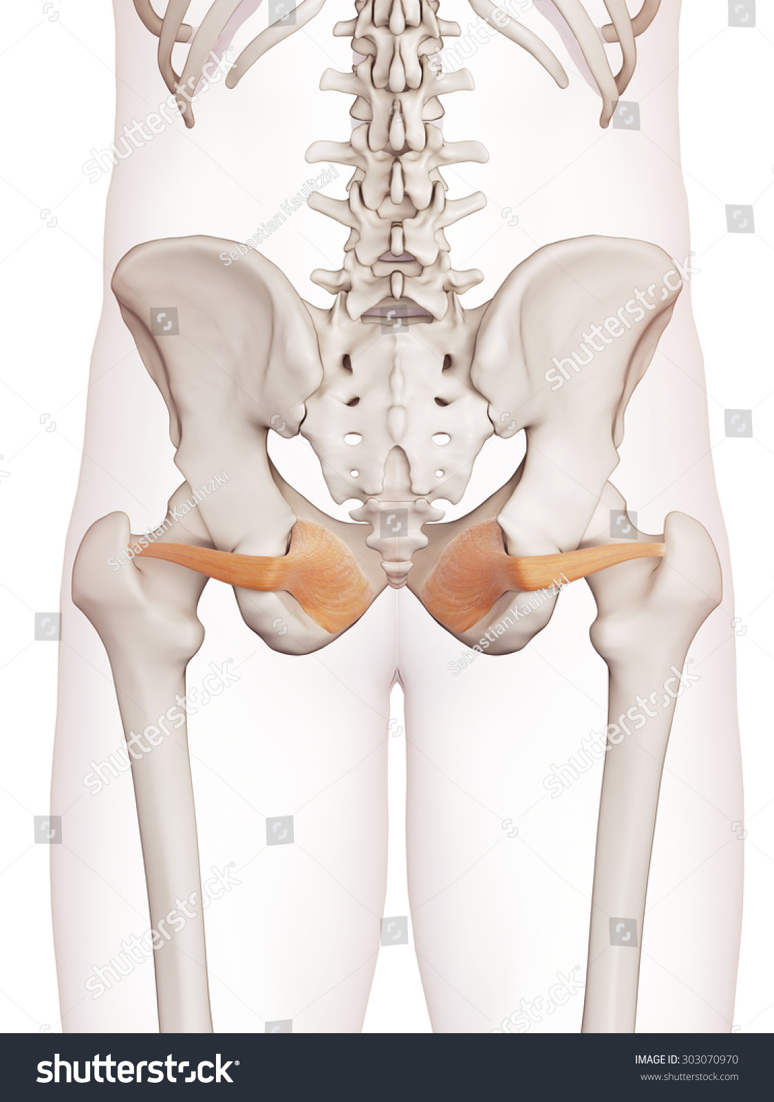 Medically Accurate Muscle Illustration Obturator Internus Stock