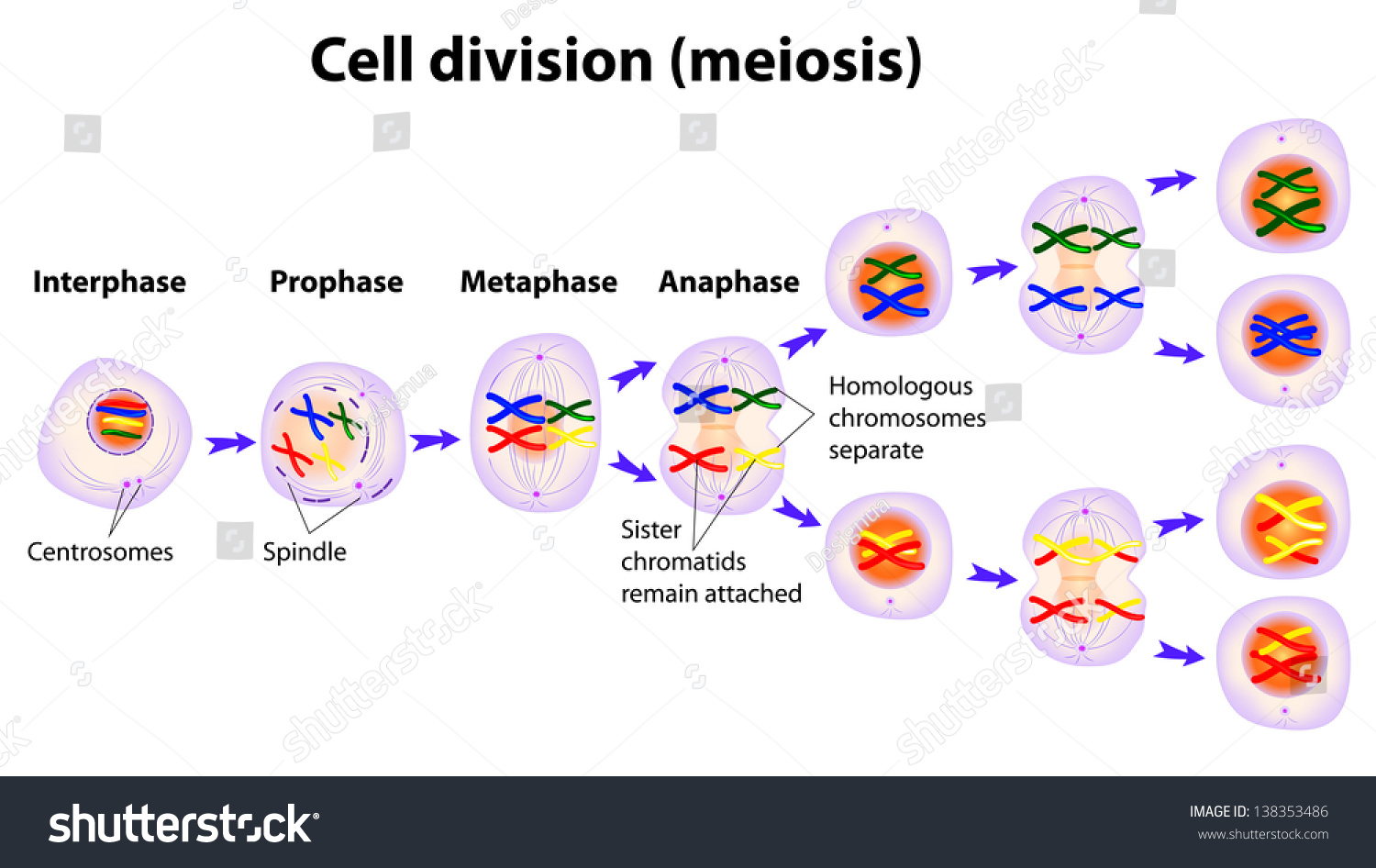 Meiosis Cell Division Diagram Stock Illustration 138353486 Shutterstock